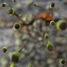 Attēlu rezultāti vaicājumam “Chaenotheca phaeocephala”