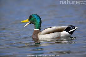 Attēlu rezultāti vaicājumam “Anas platyrhynchos male”