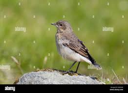 Image result for Oenanthe oenanthe