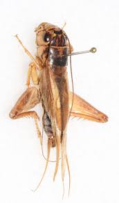 Attēlu rezultāti vaicājumam “Gryllus domesticus”