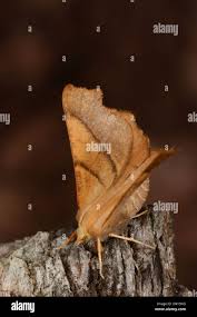 Attēlu rezultāti vaicājumam “Colotois pennaria”