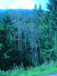 Attēlu rezultāti vaicājumam “Melampsoridium sp.”