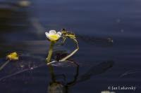 Attēlu rezultāti vaicājumam “Batrachium circinatum”
