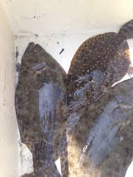 Image result for Paralichthys lethostigma