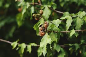Attēlu rezultāti vaicājumam “Rhabdophaga rosaria”