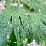 Attēlu rezultāti vaicājumam “Leonurus quinquelobatus”