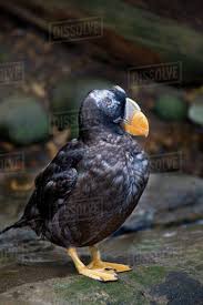 Image result for Fratercula cirrhata