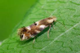 Attēlu rezultāti vaicājumam “Bucculatrix rhamniella”