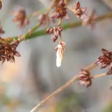 Attēlu rezultāti vaicājumam “Pandemis cinnamomeana female”
