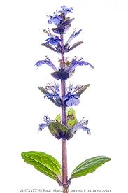 Attēlu rezultāti vaicājumam “Ajuga pyramidalis”