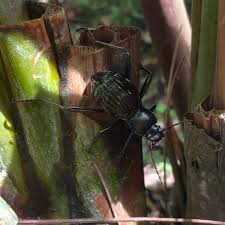 Attēlu rezultāti vaicājumam “Poecilochirus sp.”