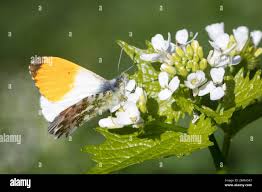 Attēlu rezultāti vaicājumam “Anthocharis cardamines male”