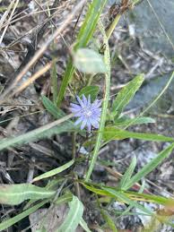 Attēlu rezultāti vaicājumam “Lactuca tatarica”