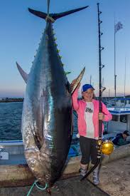 Image result for giant tuna