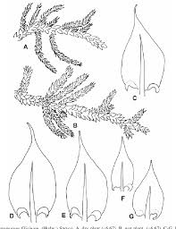 Attēlu rezultāti vaicājumam “Pleurocarpous mosses”