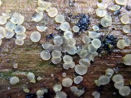 Attēlu rezultāti vaicājumam “Orbilia sp.”