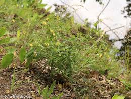 Attēlu rezultāti vaicājumam “Melampyrum sylvaticum leaf”