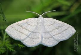 Attēlu rezultāti vaicājumam “Cabera pusaria”