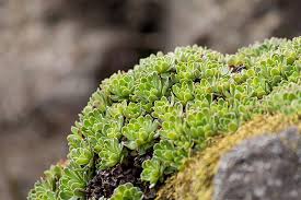 Attēlu rezultāti vaicājumam “Saxifraga cymbalaria”