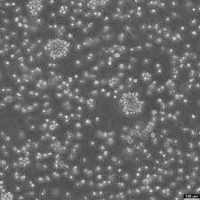 Attēlu rezultāti vaicājumam “Bryum funkii cells”