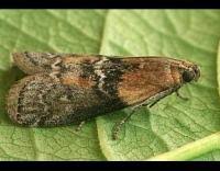 Attēlu rezultāti vaicājumam “Sciota adelphella”