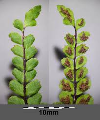 Attēlu rezultāti vaicājumam “Asplenium trichomanes”
