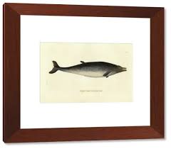 Image result for Mesoplodon bidens