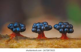 Attēlu rezultāti vaicājumam “Metatrichia vesparia”