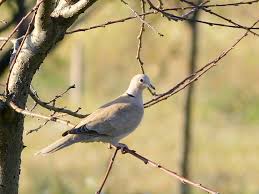 Attēlu rezultāti vaicājumam “Streptopelia decaocto”