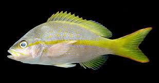 Image result for Ocyurus chrysurus