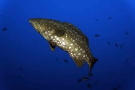 Image result for Serranus atricauda