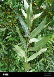Attēlu rezultāti vaicājumam “Salix triandra”
