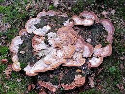 Attēlu rezultāti vaicājumam “Hapalopilus aurantiacus”