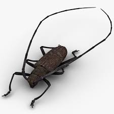 Attēlu rezultāti vaicājumam “Monochamus galloprovincialis”