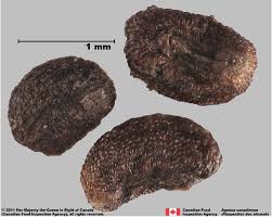 Attēlu rezultāti vaicājumam “Galium album fruit”