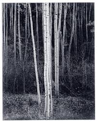 Image result for Ansel Adams Aspens New Mexico