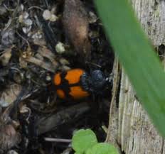 Attēlu rezultāti vaicājumam “Panagaeus cruxmajor”