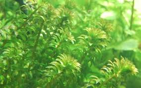 Attēlu rezultāti vaicājumam “Hydrilla verticillata leaf”