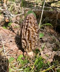 Attēlu rezultāti vaicājumam “Morchella sp.”