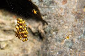 Attēlu rezultāti vaicājumam “Araneus diadematus eggs”