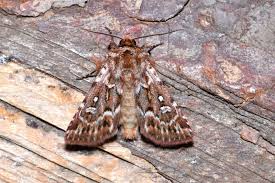 Attēlu rezultāti vaicājumam “Lycophotia porphyrea”