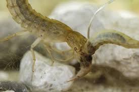 Attēlu rezultāti vaicājumam “Ptilodon capucina larva”