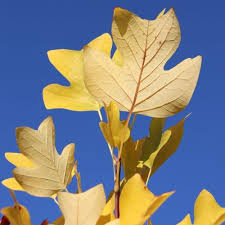 Attēlu rezultāti vaicājumam “Liriodendron tulipifera leaf”