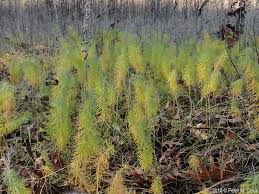 Attēlu rezultāti vaicājumam “Euphorbia cyparissias leaf”