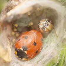 Attēlu rezultāti vaicājumam “Phylloneta sp.”