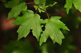 Attēlu rezultāti vaicājumam “Chenopodium acerifolium leaf”