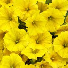 Image result for Petunia
