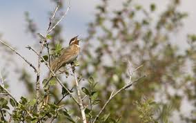 Image result for Emberiza leucocephalos