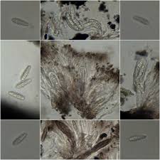 Attēlu rezultāti vaicājumam “Alyxoria varia”