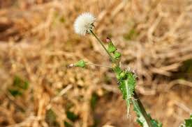 Attēlu rezultāti vaicājumam “Sonchus asper flower”